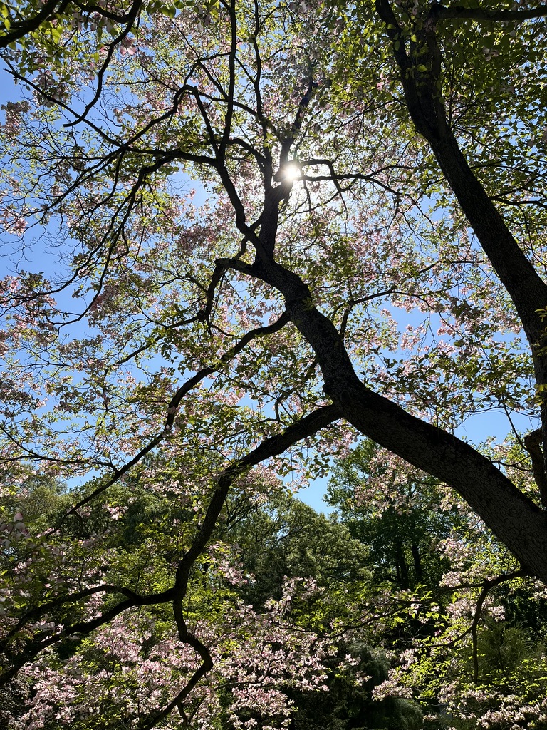 Sunlight through flowering branches